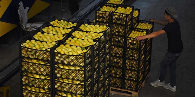 Tarm ve Orman Bakanlndan 10 bin ton limon ihracatna izin