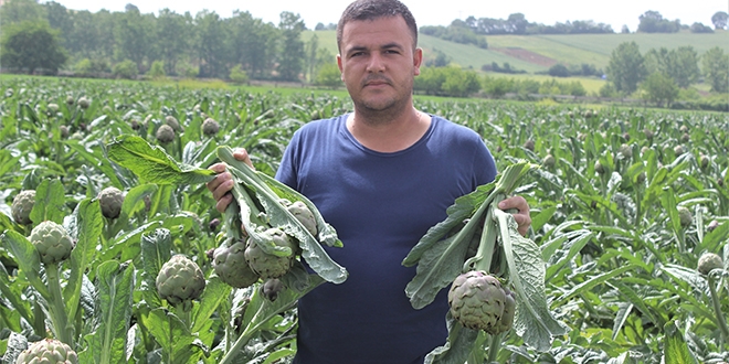 Fiyat dier enginarlarn iki kat ama tarlada kaplyor