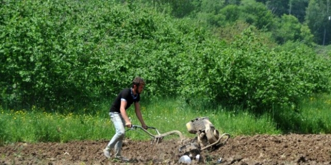 Sadece burada yetiiyor, pazara inmeden tarlada satlyor