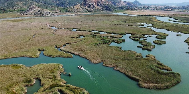 Dalyan sazlklar yine turistlerin gzdesi olacak