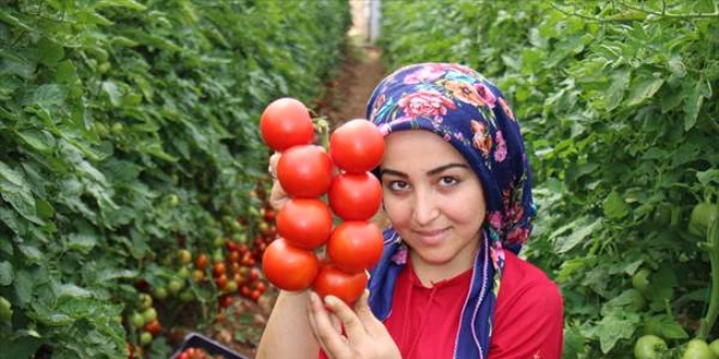 Salgn srecinde zel izinle ekilen domatesler hasat ediliyor