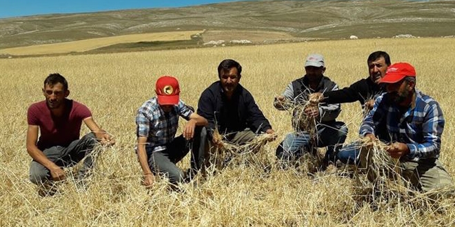 Sivas'ta etkili olan dolu 10 bin dekar tarm arazisine zarar verdi