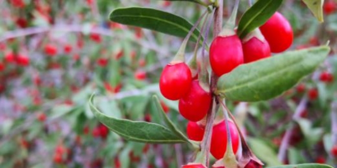 Genlik iksiri Goji Berry hcreleri yeniliyor