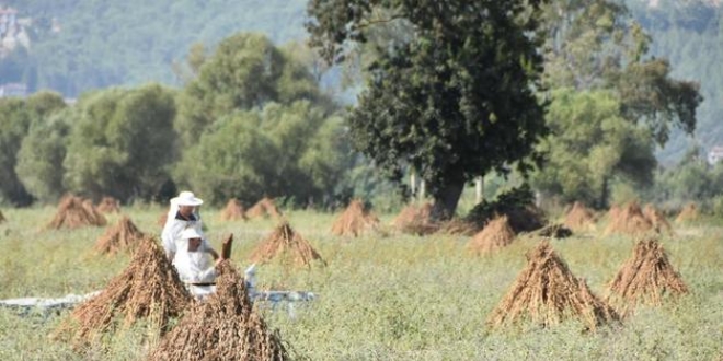 Mula'da retiliyor! in ve Japonya'dan byk talep