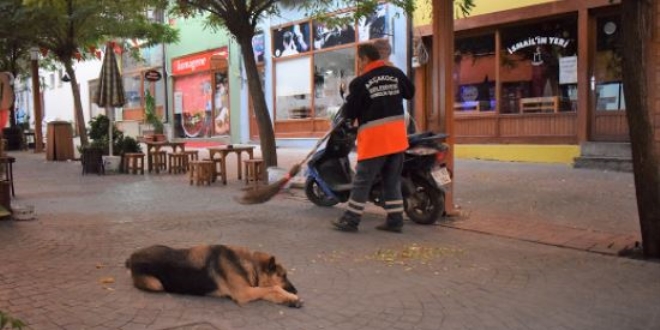 Beki kpei belediye temizlik iisinin can dostu oldu