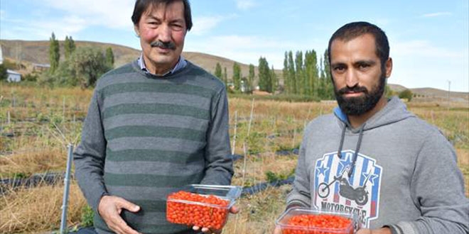 Kynde 'goji berry' yetitiren profesr iftilere rnek oluyor