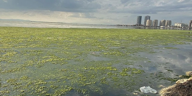 zmir'de artan grnt! 'Deniz marulu' ile kapland