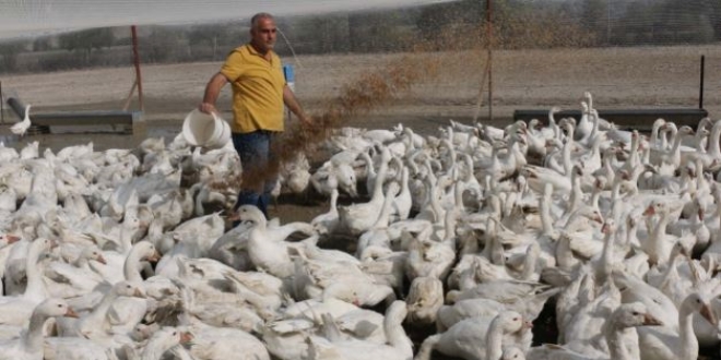 Hobi olarak balad, kaz yetitiriciliinde iftlik sahibi oldu