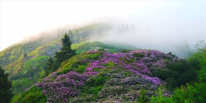 Trkiye'nin geleneksel habitat bilgisi kayt altna alnyor