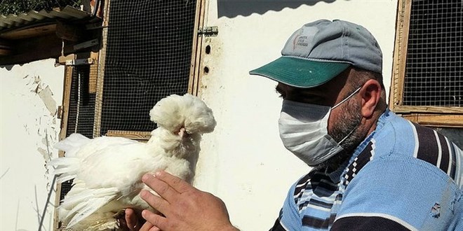 Bir Zamanlar Saraylarda Beslenen Tavuk Fiyati Ile Sasirtiyor Bir Zamanlar Saraylarda Beslenen Tavuk Fiyati Ile Sasirtiyor