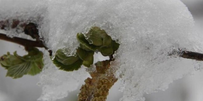 Meteoroloji'den 4 ilimiz iin zirai don uyars