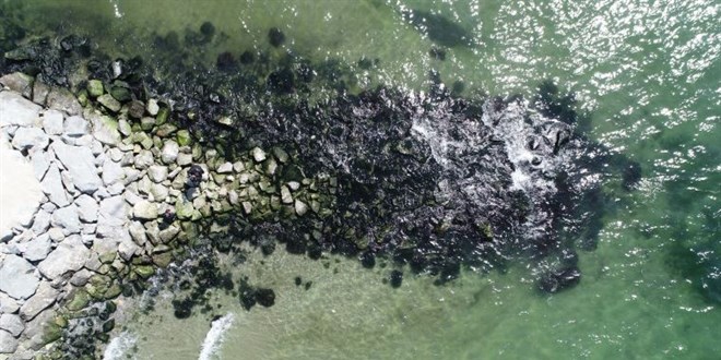 stanbul'da deniz ekildi, grenler tedirginlik yaad