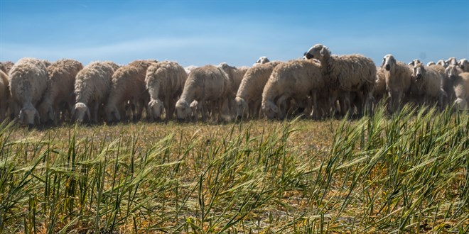 Hasad yaplamayan tarlalarda koyunlar otluyor