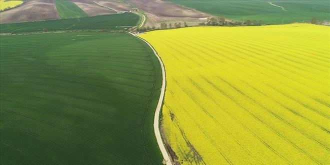 Trakya'nn 'sar kz' kanola iftiye alternatif rn oluyor