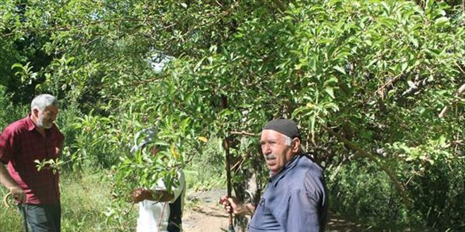 Akademisyenler Mu'ta 50 yl sonra meyve verdii iddia edilen elma aacn inceledi