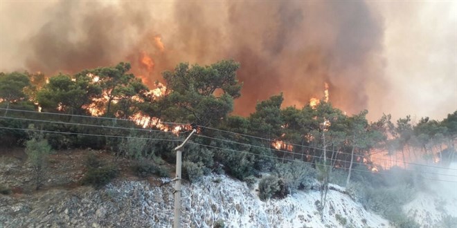 Karaam m zeytin aac m, hangisi dikilmeli?