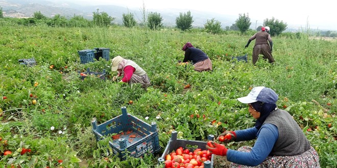 Tarlada 1 lira olan domatesi marketten 5 liraya alyoruz