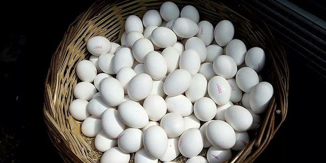 Yumurta fiyatlar kanatland...reticiler: Zamlar tam yanstamyoruz