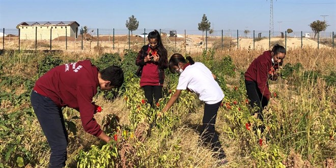 renciler okul bahesinde yetitirdikleri rnleri hasat etti